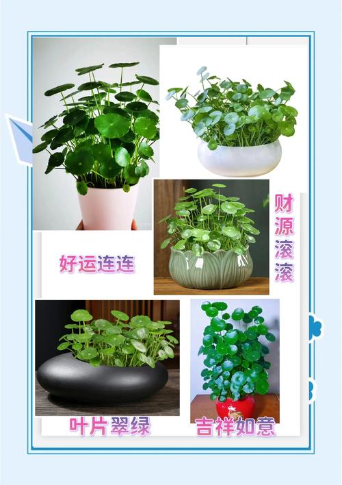 铜钱草除甲醛吗？铜钱草除甲醛吗有效果吗？-第6张图片-优品飞百科