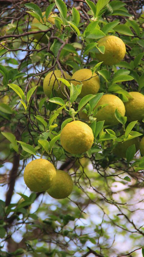 香橼的功效与作用,香橼的功效与作用主要治什么病?-第2张图片-优品飞百科 香橼的功效与作用,香橼的功效与作用主要治什么病?-第2张图片-优品飞百科