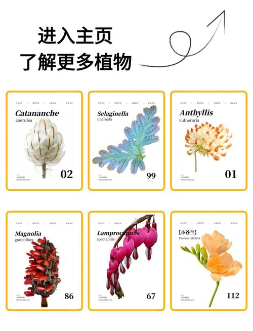 这8种多肉竟然有毒!家里有老人小孩的注意了!,哪些多肉有毒吗-第1张图片-优品飞百科 这8种多肉竟然有毒!家里有老人小孩的注意了!,哪些多肉有毒吗-第1张图片-优品飞百科