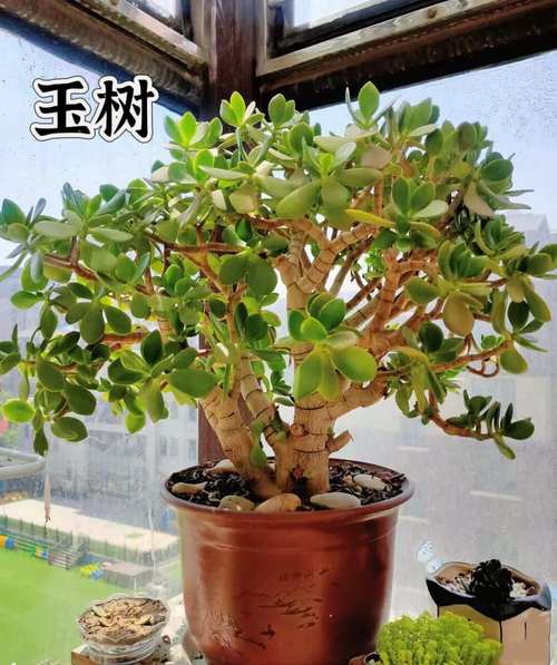 这8种多肉竟然有毒!家里有老人小孩的注意了!,哪些多肉有毒吗-第2张图片-优品飞百科 这8种多肉竟然有毒!家里有老人小孩的注意了!,哪些多肉有毒吗-第2张图片-优品飞百科