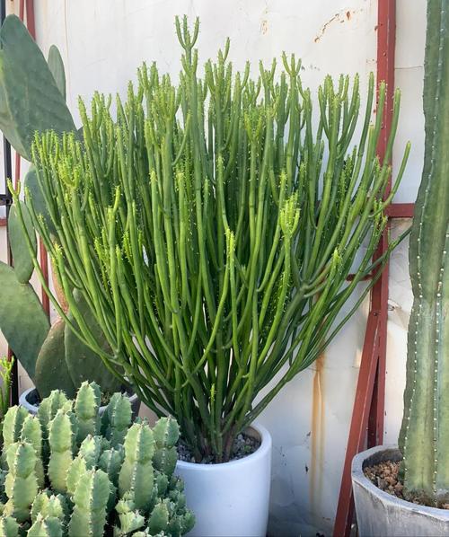 这8种多肉竟然有毒!家里有老人小孩的注意了!,哪些多肉有毒吗-第3张图片-优品飞百科 这8种多肉竟然有毒!家里有老人小孩的注意了!,哪些多肉有毒吗-第3张图片-优品飞百科