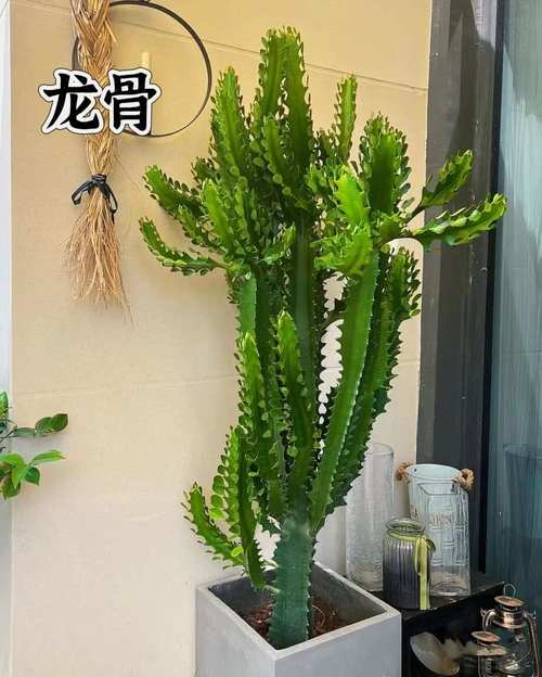 这8种多肉竟然有毒!家里有老人小孩的注意了!,哪些多肉有毒吗-第4张图片-优品飞百科 这8种多肉竟然有毒!家里有老人小孩的注意了!,哪些多肉有毒吗-第4张图片-优品飞百科