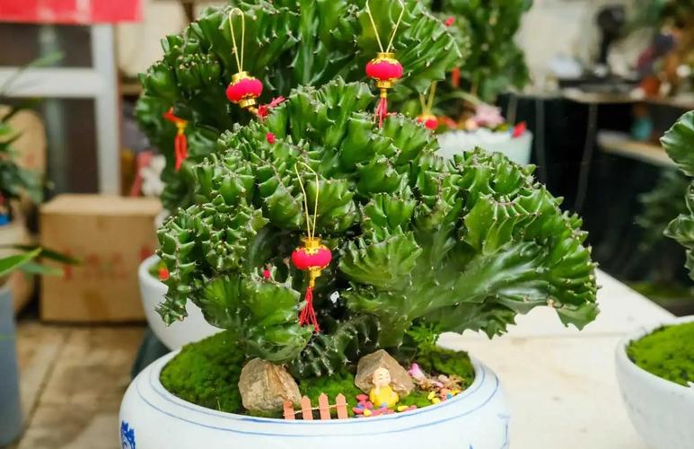 这8种多肉竟然有毒!家里有老人小孩的注意了!,哪些多肉有毒吗-第7张图片-优品飞百科 这8种多肉竟然有毒!家里有老人小孩的注意了!,哪些多肉有毒吗-第7张图片-优品飞百科