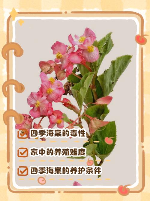 四季海棠有毒吗，怎么在家里养，四季海棠好吗-第1张图片-优品飞百科