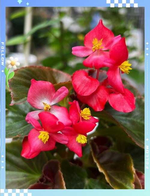 四季海棠有毒吗，怎么在家里养，四季海棠好吗-第2张图片-优品飞百科