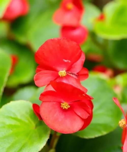 四季海棠有毒吗，怎么在家里养，四季海棠好吗-第3张图片-优品飞百科