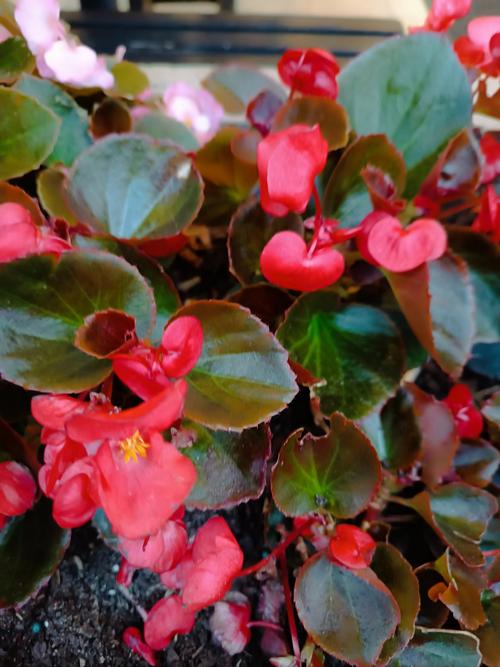 四季海棠有毒吗，怎么在家里养，四季海棠好吗-第4张图片-优品飞百科