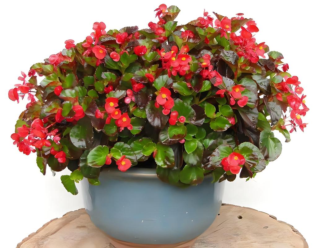 四季海棠有毒吗，怎么在家里养，四季海棠好吗-第5张图片-优品飞百科