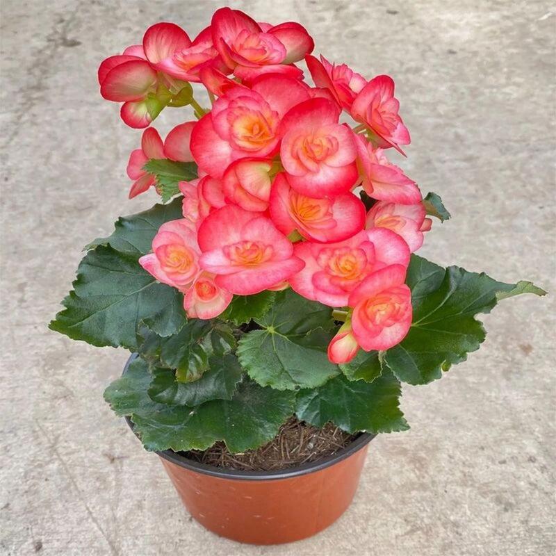 四季海棠有毒吗，怎么在家里养，四季海棠好吗-第6张图片-优品飞百科