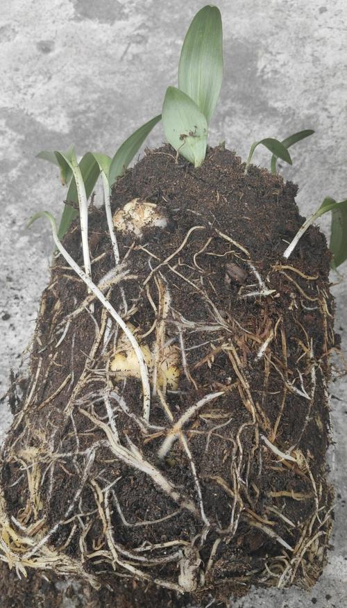 百合花的特点，百合花图片大全？百合花的特征特点和大致简介？-第1张图片-优品飞百科