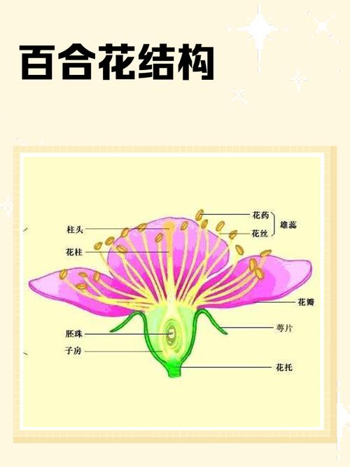 百合花的特点，百合花图片大全？百合花的特征特点和大致简介？-第2张图片-优品飞百科