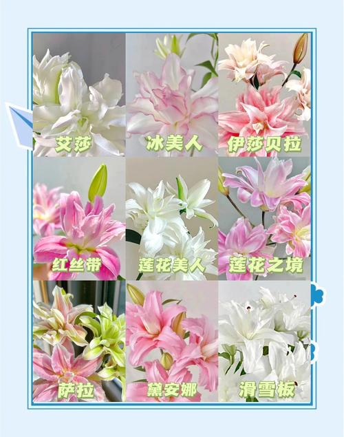 百合花的特点，百合花图片大全？百合花的特征特点和大致简介？-第3张图片-优品飞百科