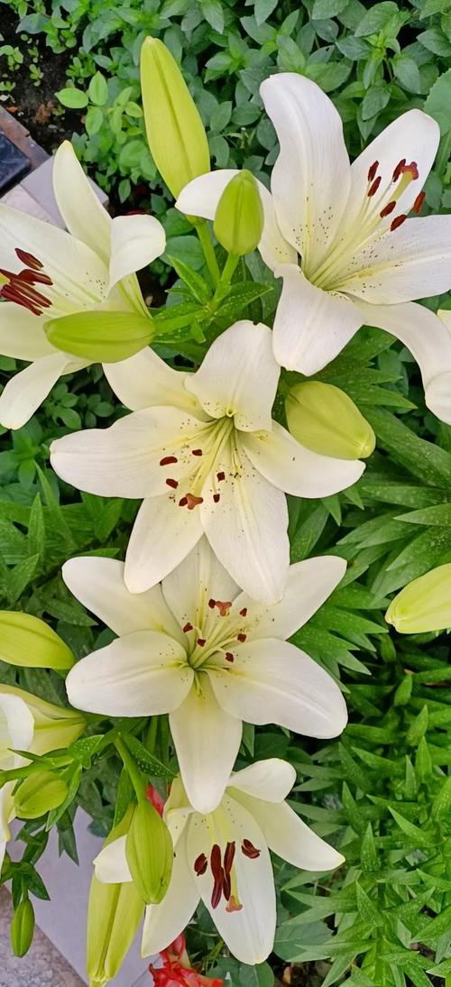 百合花的特点，百合花图片大全？百合花的特征特点和大致简介？-第5张图片-优品飞百科