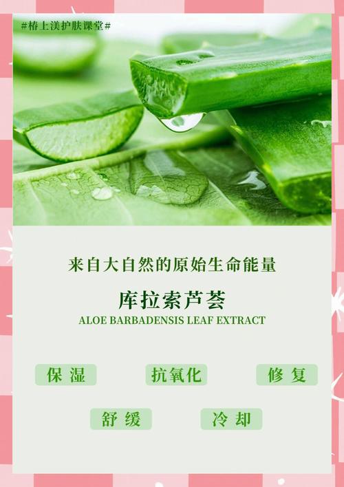 美国库拉索芦荟的作用，有什么功效，美国库拉索芦荟能吃的功效？-第3张图片-优品飞百科