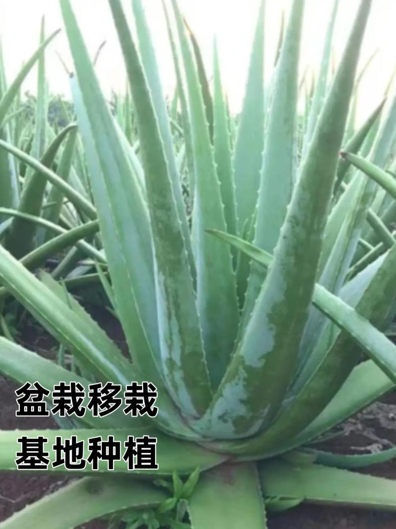 美国库拉索芦荟的作用，有什么功效，美国库拉索芦荟能吃的功效？-第6张图片-优品飞百科