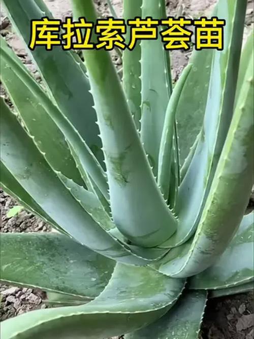 美国库拉索芦荟的作用，有什么功效，美国库拉索芦荟能吃的功效？-第5张图片-优品飞百科