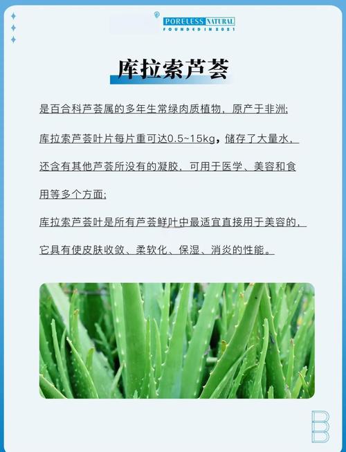 美国库拉索芦荟的作用，有什么功效，美国库拉索芦荟能吃的功效？-第7张图片-优品飞百科