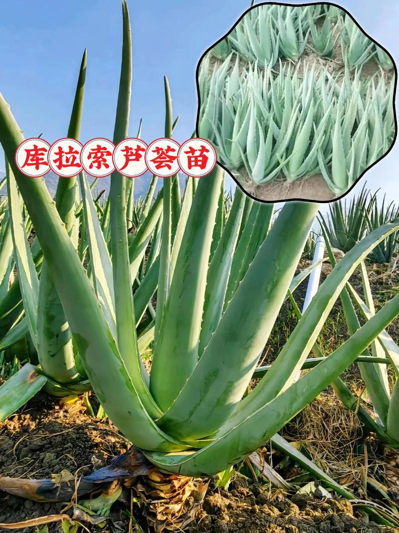 美国库拉索芦荟的作用，有什么功效，美国库拉索芦荟能吃的功效？-第8张图片-优品飞百科