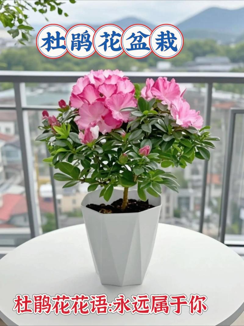 杜鹃花放在客厅好吗？杜鹃花放在客厅好吗视频？