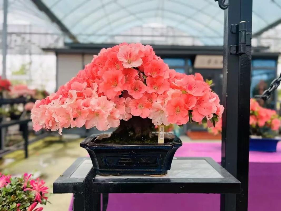 杜鹃花放在客厅好吗?杜鹃花放在客厅好吗视频?-第2张图片-优品飞百科 杜鹃花放在客厅好吗?杜鹃花放在客厅好吗视频?-第2张图片-优品飞百科