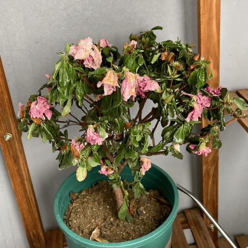 杜鹃花放在客厅好吗?杜鹃花放在客厅好吗视频?-第3张图片-优品飞百科 杜鹃花放在客厅好吗?杜鹃花放在客厅好吗视频?-第3张图片-优品飞百科