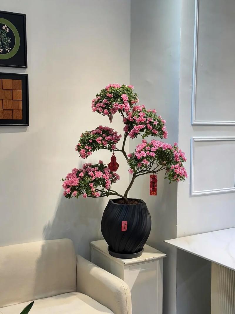 杜鹃花放在客厅好吗?杜鹃花放在客厅好吗视频?-第5张图片-优品飞百科 杜鹃花放在客厅好吗?杜鹃花放在客厅好吗视频?-第5张图片-优品飞百科