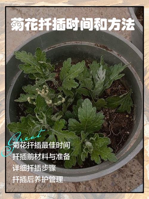 菊花繁殖方法，繁殖成活率高吗，菊花繁殖方法以哪种繁殖为主-第1张图片-优品飞百科