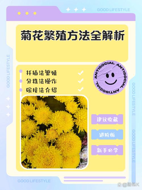 菊花繁殖方法，繁殖成活率高吗，菊花繁殖方法以哪种繁殖为主-第2张图片-优品飞百科