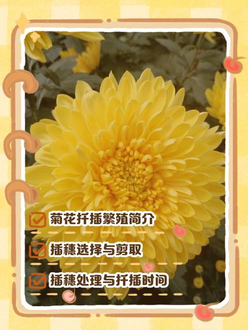 菊花繁殖方法，繁殖成活率高吗，菊花繁殖方法以哪种繁殖为主-第3张图片-优品飞百科