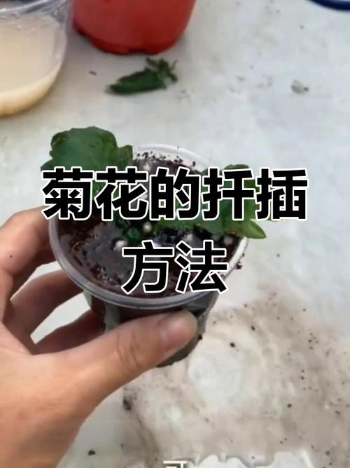 菊花繁殖方法，繁殖成活率高吗，菊花繁殖方法以哪种繁殖为主-第4张图片-优品飞百科