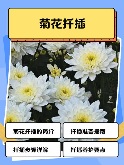 菊花繁殖方法，繁殖成活率高吗，菊花繁殖方法以哪种繁殖为主-第5张图片-优品飞百科