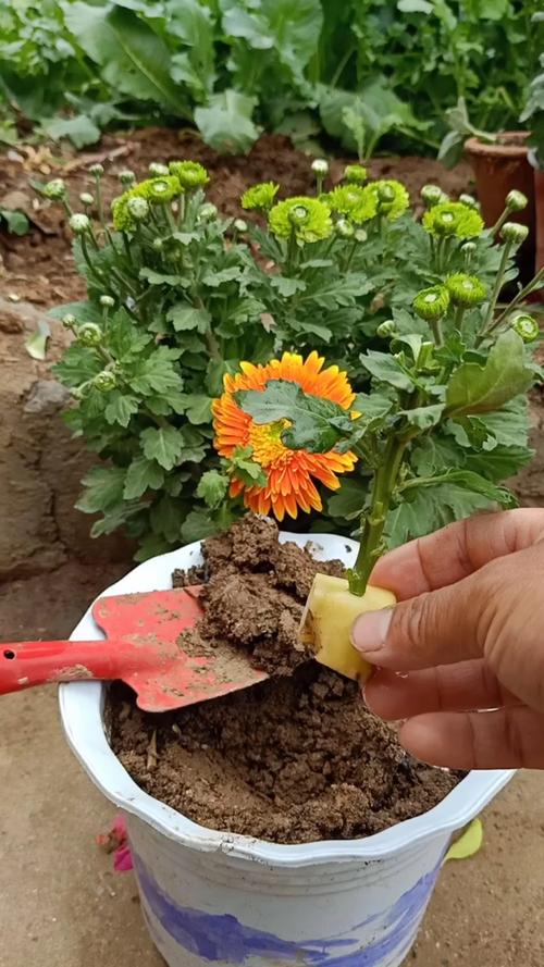 菊花繁殖方法，繁殖成活率高吗，菊花繁殖方法以哪种繁殖为主-第6张图片-优品飞百科