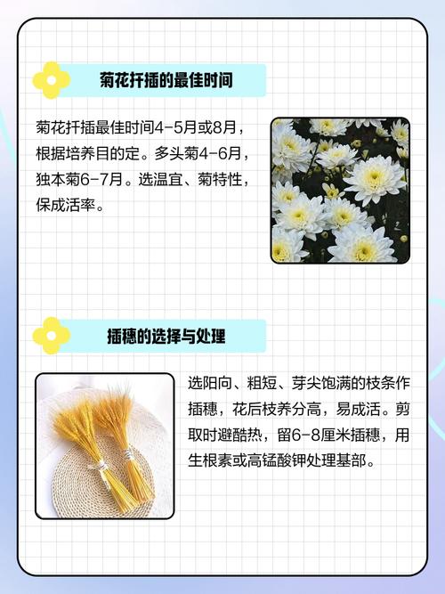 菊花繁殖方法，繁殖成活率高吗，菊花繁殖方法以哪种繁殖为主-第7张图片-优品飞百科