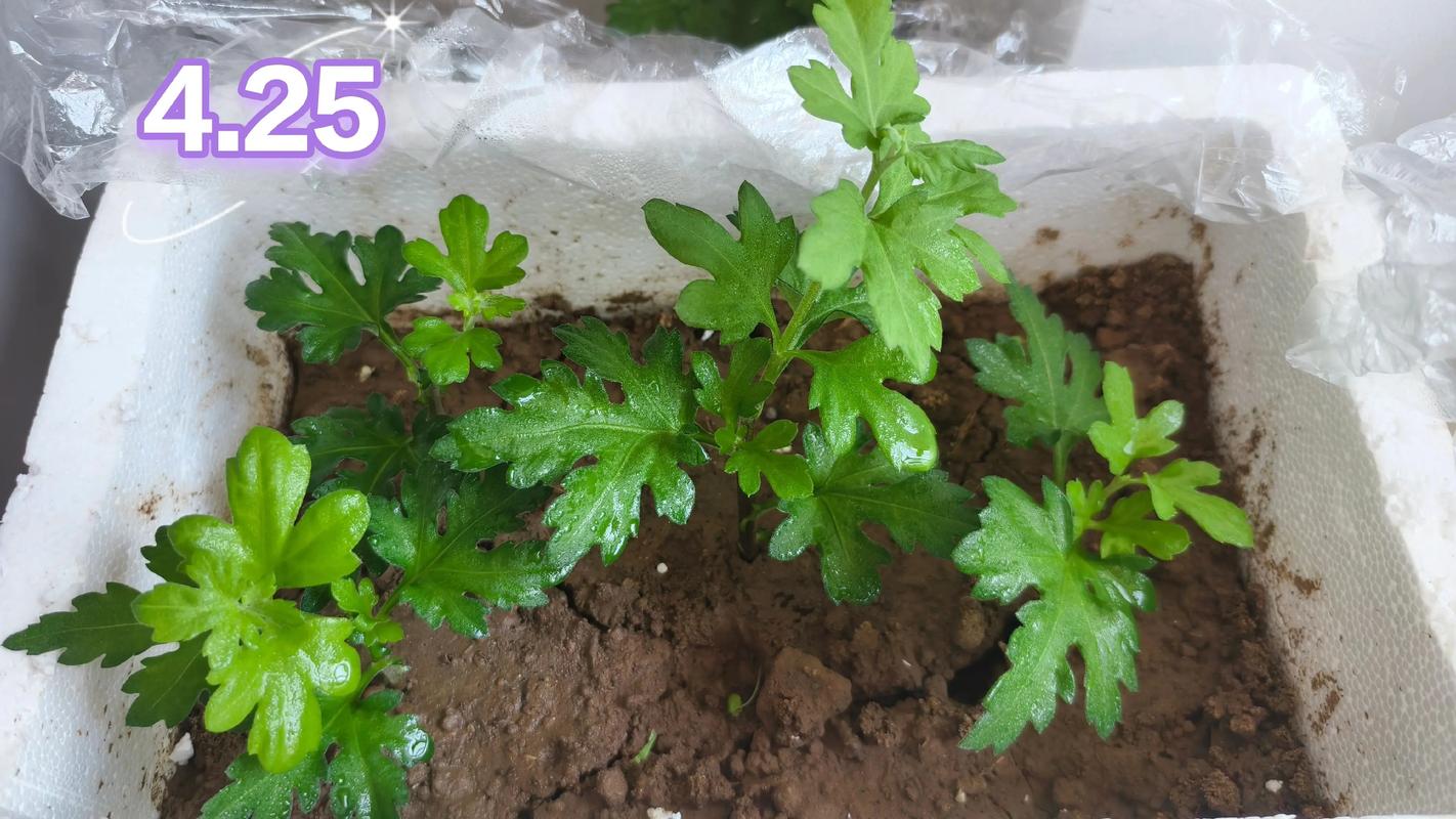 菊花繁殖方法，繁殖成活率高吗，菊花繁殖方法以哪种繁殖为主-第8张图片-优品飞百科