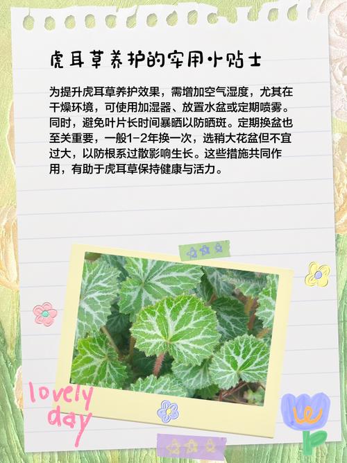 虎耳草科常见植物，虎儿草科又叫什么，虎耳草科的特征-第1张图片-优品飞百科