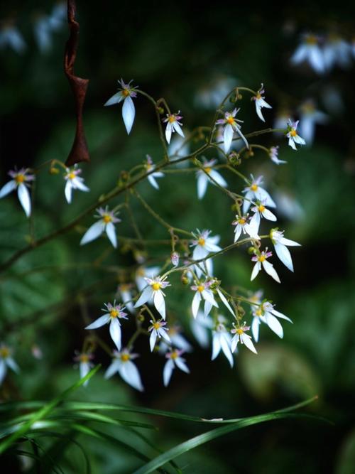 虎耳草科常见植物，虎儿草科又叫什么，虎耳草科的特征-第2张图片-优品飞百科