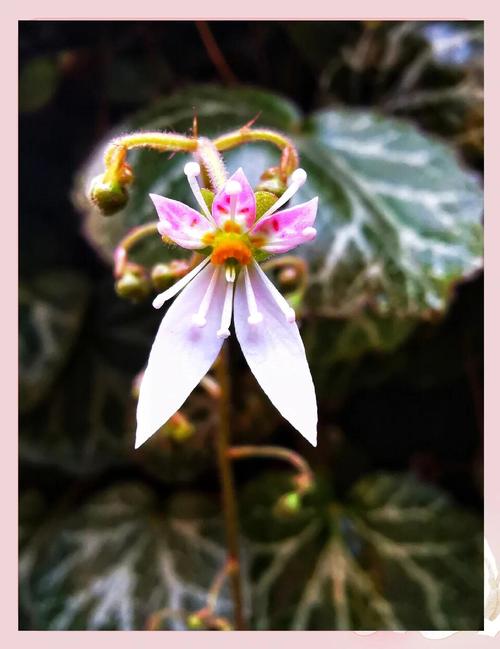 虎耳草科常见植物，虎儿草科又叫什么，虎耳草科的特征-第3张图片-优品飞百科