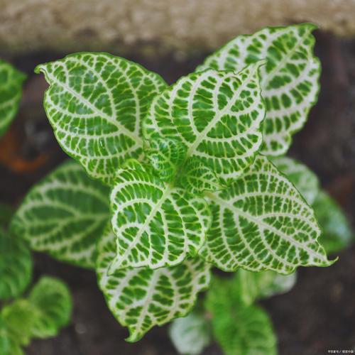 虎耳草科常见植物，虎儿草科又叫什么，虎耳草科的特征-第4张图片-优品飞百科