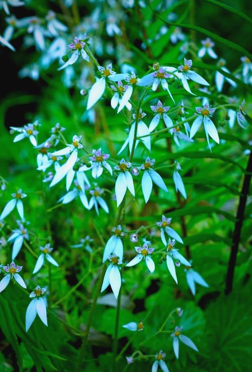 虎耳草科常见植物，虎儿草科又叫什么，虎耳草科的特征-第6张图片-优品飞百科