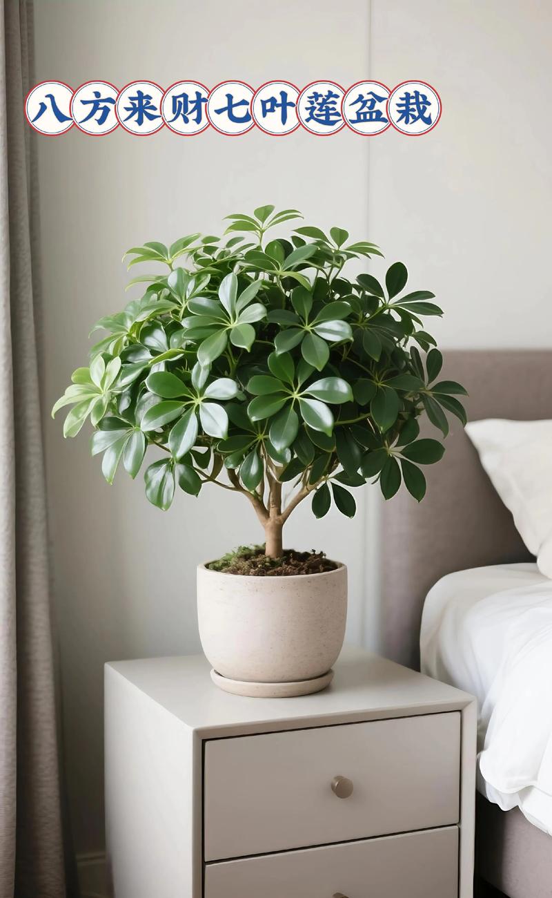 七叶莲的功效与作用？七叶莲的功效与作用?？-第2张图片-优品飞百科