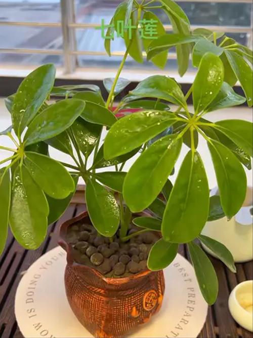 七叶莲的功效与作用？七叶莲的功效与作用?？-第3张图片-优品飞百科