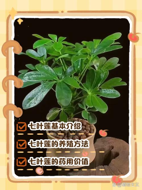 七叶莲的功效与作用？七叶莲的功效与作用?？-第4张图片-优品飞百科