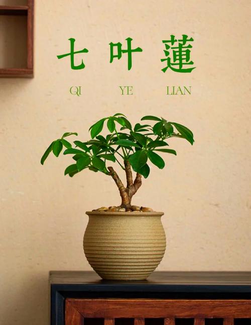 七叶莲的功效与作用？七叶莲的功效与作用?？-第5张图片-优品飞百科