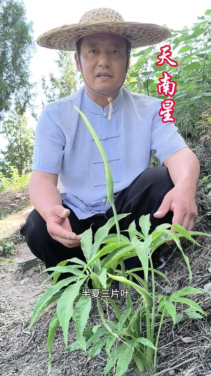 天南星有毒吗，天南星怎么服用无毒-第1张图片-优品飞百科
