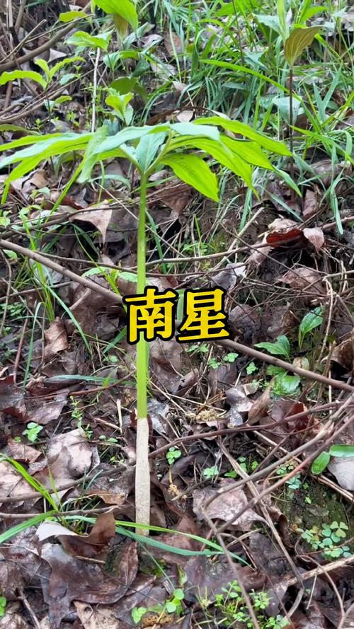 天南星有毒吗，天南星怎么服用无毒-第2张图片-优品飞百科