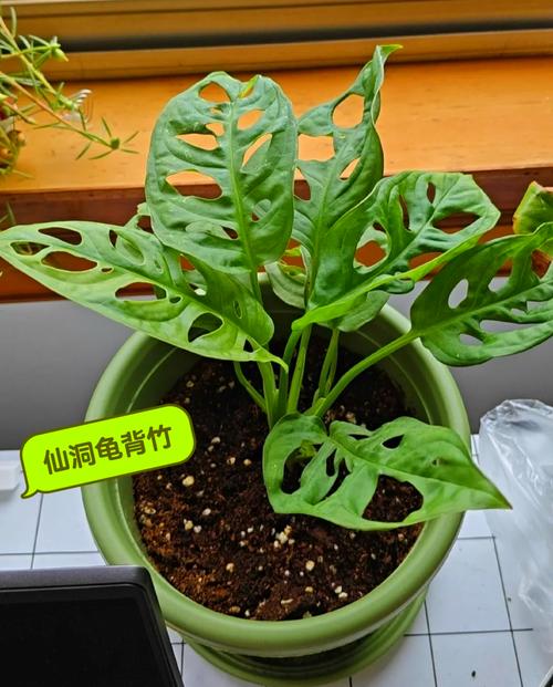 天南星有毒吗，天南星怎么服用无毒-第3张图片-优品飞百科