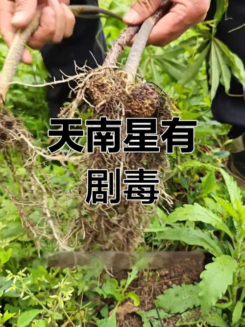 天南星有毒吗，天南星怎么服用无毒-第5张图片-优品飞百科