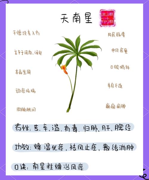 天南星有毒吗，天南星怎么服用无毒-第6张图片-优品飞百科