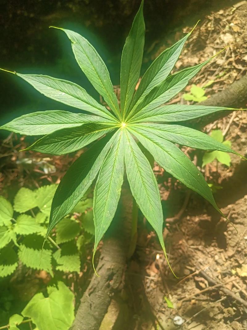 天南星有毒吗，天南星怎么服用无毒-第7张图片-优品飞百科