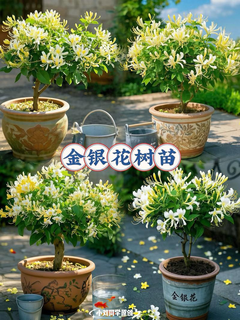 金银花苗多少钱一棵，怎么种植，金银花苗种苗-第2张图片-优品飞百科